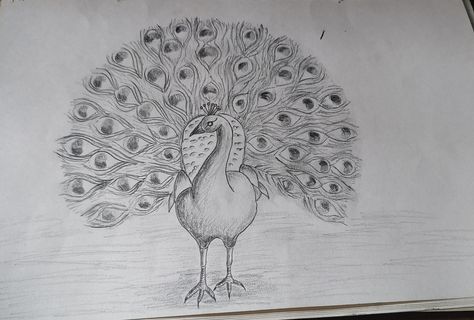 Peacock Peacock Drawing, Peacock Photos, Pencil Sketch Drawing, Peacock Color, Sketch Drawing, Colorful Drawings, Front View, Pencil Sketch, Pictures To Draw