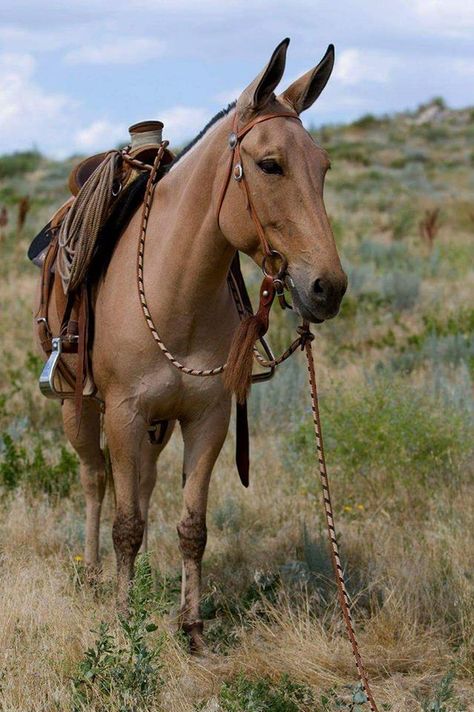 Francine Faye Morris on Mule Girl Horse Breeds, Mules Animal, All The Pretty Horses, Horse Crazy, Trail Riding, Horse Photos, Pretty Horses, Horse Pictures, Horse Love