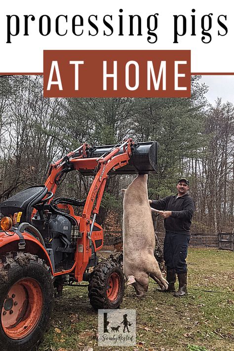 Processing Pigs at Home » SoulyRested Butchering Pigs At Home, Pig Butcher Chart, Butchering A Pig At Home, How To Butcher A Pig At Home, Diy Pig Feeder Ideas, Idaho Pasture Pigs, Butchering Chickens At Home, Home Butcher Shop Ideas, Raising Pigs For Meat