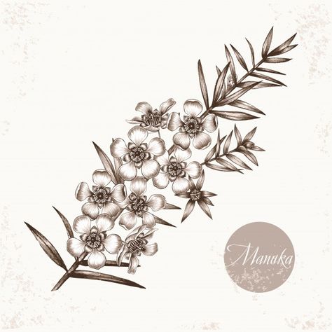 Manuka Flower, Plant Sketches, Native Tattoos, Botanical Line Drawing, Medical Herbs, Australian Native Flowers, Floral Tattoo Sleeve, Plant Tattoo, Botanical Tattoo