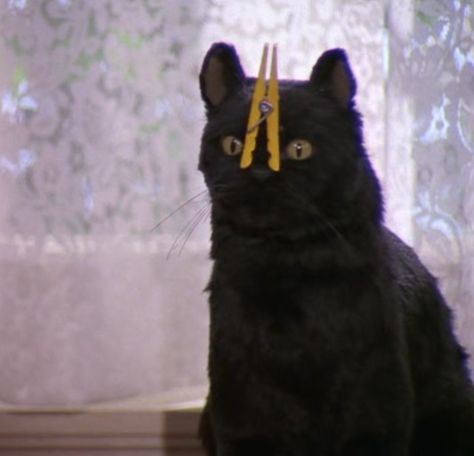 Todos los derechos reservados a sus respectivos autores. Sabrina Cat Salem, Salem Cat Quotes, Salem Cat Sabrina, Salem Quotes, Sabrina Cat, Sus Cat, Salem The Cat, Salem Saberhagen, Salem Cat