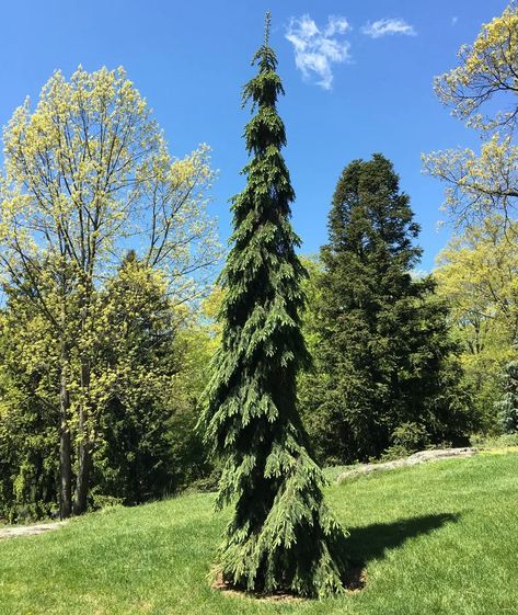 Trees For Small Spaces, Narrow Trees, Weeping White Spruce, Picea Glauca, Cyprus Trees, Cold Climate Gardening, Weeping Trees, Trees For Front Yard, White Spruce