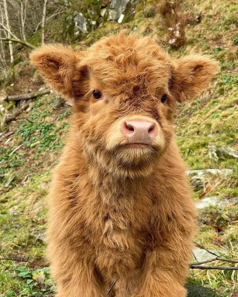 Cow Fluffy, Fluffy Cow, Cute Cow, Cow, Animals, On Instagram, Instagram