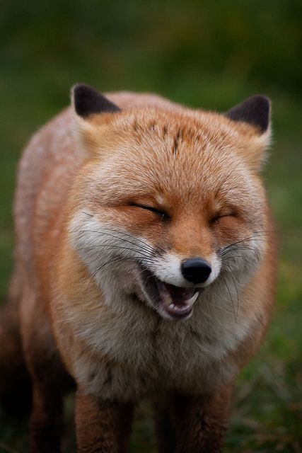 This is the greatest fox picture I've ever seen.  Found on www.flickr.com via Tumblr Fuchs Baby, Smiling Animals, Fantastic Fox, Happy Fox, Fox Pictures, Haiwan Peliharaan, Wild Dogs, Cute Fox, Happy Animals