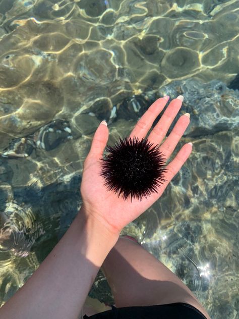 Sea Urchin Aesthetic, Lisa Core, Ocean Projects, Sea Holiday, Water Creatures, Sea Urchins, Art Ocean, Sea Urchin, Zadar