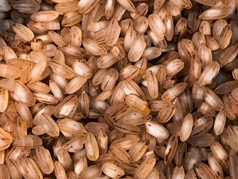 Benefits Of Brown Rice, Brown Rice Benefits, Whole Grain Rice, Maternal Health, Nutritious Food, Nuts & Seeds, Low Glycemic, Health Knowledge, Daily Diet