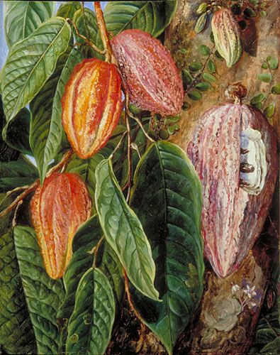 A Chocolate Garden - suggestions for a chocolate themed planting design for your garden, inspired by Chocolate Week ---  http://plews.gd/1LoyIZf Cacao History, Cocoa Tree, Marianne North, Botanical Science, Restaurant Signage, Flowers And Fruit, Planting Design, Plant Fungus, Botanical Painting