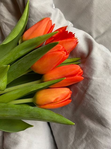 Orange Tulips, Flower Therapy, Winter Wallpaper, Tulips Flowers, Pretty Flowers, Make Me Smile, Tulips, Beautiful Flowers, Vision Board