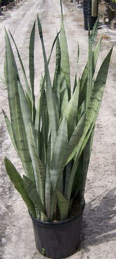 Silver Queen Planting Succulents Indoors, Shade Loving Plants, Sansevieria Plant, Mother In Law Tongue, Sansevieria Trifasciata, Succulent Landscaping, Snake Plants, Backyard Plants, Banana Plants