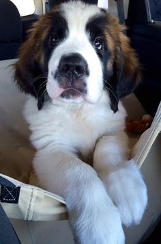 Bachelor, a Saint Bernard puppy, joins Belle, a 1-year-old Bernese Mountain dog at The Ritz-Carlton, Bachelor Gulch. @ritzcarlton Saint Bernard Puppy, St Bernard Puppy, St Bernard Dogs, Bernard Dog, The Ritz Carlton, Bachelor Pad, St Bernard, Mountain Dog, Bernese Mountain