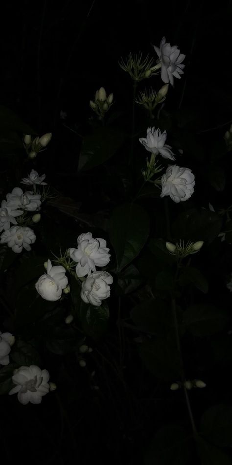 Dark Black Wallpaper, Dark Background Wallpaper, Dark Green Aesthetic, Dark Flowers, Jasmine Flower, Cute Simple Wallpapers, Dark Wallpaper Iphone, Cool Wallpapers Art, Minimalist Wallpaper