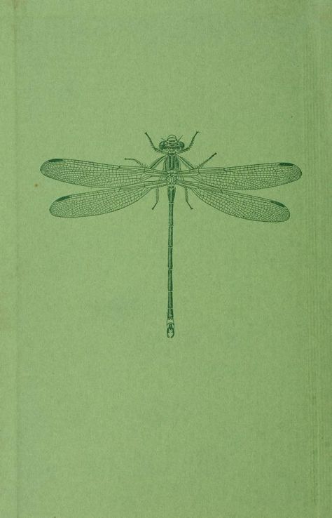 Dragonfly Astetic, Dragonfly Backgrounds Wallpapers, Dragonfly Backgrounds, Dragonfly Anatomy, Aesthetic Dragonfly, Vintage Dragonfly Illustration, Dragonfly Aesthetic, Dragonfly Graphic, Dragonfly Poster