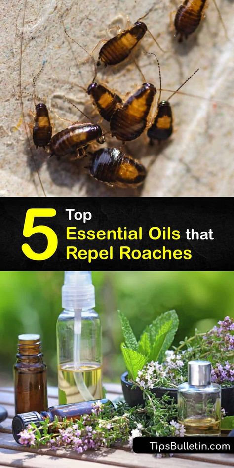 Learn how to use essential oils to repel roaches and keep your home insect-free. Cockroaches avoid areas where you apply essential oils, and it’s easy to make a natural cockroach repellent with peppermint oil, eucalyptus oil, and rosemary oil. #essential #oils #repel #roaches Essential Oil Cockroach Repellent, Essential Oils Roach Repellant, Essential Oil Roach Repellent, How To Repel Roaches, Essential Oil For Roaches, Natural Cockroach Repellent For Home, Diy Cockroach Repellent, Cockroach Repellent Essential Oils, Natural Roach Repellant