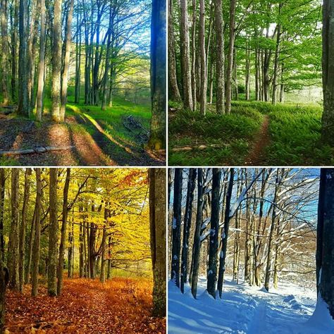 Four Seasons Photography, The Four Seasons Art, Four Seasons Painting, Season Pictures, Four Seasons Art, Weather Memes, Seasons Photography, Middle School Art Projects, Beautiful Collage