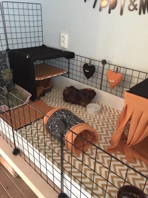 Guinea Pig Aesthetic Cage, Guniea Pig Indoor Cage, Guinea Pig Cage Ideas Aesthetic, Guenia Pig Cages Ideas, Guinea Pig Cage Ideas Indoor, Guinea Pig Cage Setup Ideas, Indoor Guinea Pig Cage Ideas, Guinea Pig Cage Ideas Diy, Cute Guinea Pig Cage Ideas