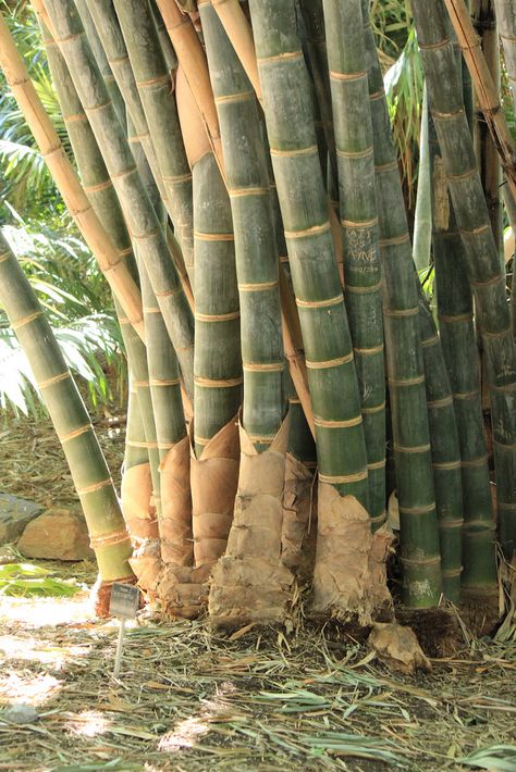 Dendrocalamus giganteus -Love Giant Bamboo. Visions of Exotica that inspired my Exotica Jewellery collection. Browse here : http://rositabonita.com/collections/exotica Giant Bamboo, Big Bamboo, Bamboo Species, Bamboo Planter, Bamboo Structure, Bamboo Architecture, Bamboo Art, Bamboo Garden, Bamboo Crafts