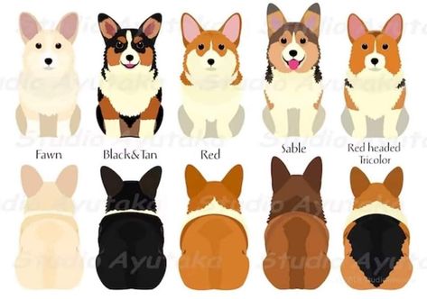 Corgi Side View, Corgi And Cat, Corgi Colors, Corgi Aesthetic, Corgi Cartoon, Corgi Face, Baby Corgi, Corgi Drawing, Cute Corgi Puppy