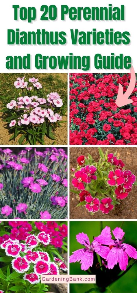 Top 20 Perennial Dianthus Varieties and Growing Guide pinterest image. Dianthus Sweet William, Dianthus Flowers Landscape Ideas, Low Flowering Perennials, Dianthus Companion Plants, Sweet Williams Flowers, Border Flowers Perennials, Dianthus Flowers In Pots, Dianthus Flowers Landscape, Perennial Flowers Full Sun