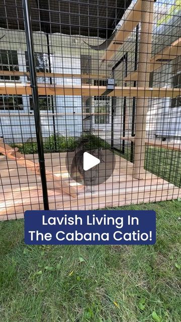 Habitat Haven - Catios and Cat Enclosures on Instagram: "This Catio Cabana is UNREAL! 🙀😻" Cat Cages Outdoor, Catios Ideas For Cats, Catio Cats, Outside Cat Enclosure, Catio Plans, Cat Habitat, Cat Enclosures, Cat Patio, Cat Enclosure