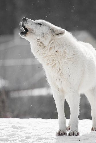 Arctic Wolf..this is how i feel when i walk outside lately Lup Singuratic, Baby Wolves, Real Animals, Arctic Wolf, Psy I Szczenięta, Champion Shoes, Wolf Wallpaper, Wild Wolf, Wolf Love