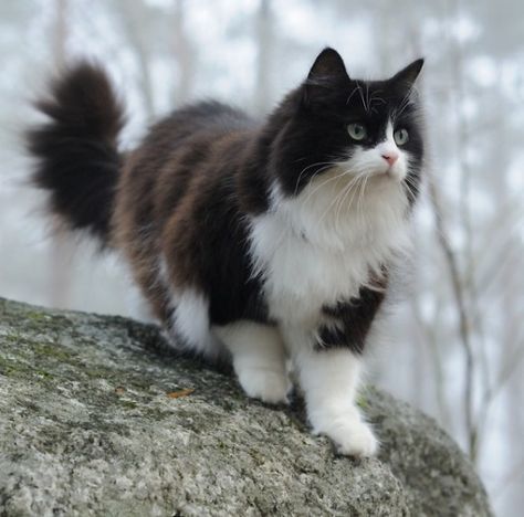 -MBW- Cats Training, Extravagant Lifestyle, Cats Meowing, Söpö Kissa, Söt Katt, Black And White Cat, Image Chat, Gorgeous Cats, Forest Cat