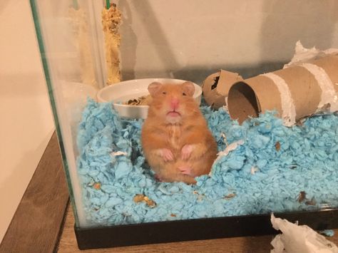 Teddy Bear Hamster, Bear Hamster, Hamster Pics, Hamster Life, Baby Hamster, Syrian Hamster, Funny Hamsters, Cute Rats, Hamsters