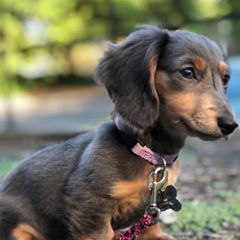 Blue And Tan Dachshund, Black And White Dachshund, Dachshund Mini, Blue Dachshund, Long Haired Dachshund, Dream Dog, Mini Dachshund, Dachshund Puppy, Weiner Dog