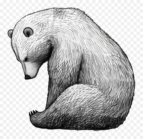 Sitting Bear Drawing, Sitting Bear, Bear Sitting, Bear Drawing, Bear Illustration, Black And White Drawing, Bear Cartoon, Polar Bear, Black And White