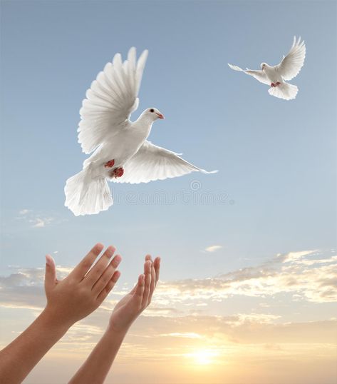 Images Of Peace, Dove Release, Dove Images, Dove Pictures, Prayer For Peace, Dove Bird, White Dove, Cloud Wallpaper, Peace Dove