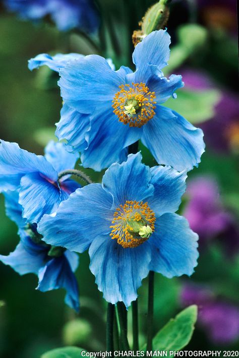 Himalayan Poppy, Acidic Soil, Blue Poppies, Blue Plants, Garden Vines, Blue Poppy, Airbrush Art, Rare Flowers, Exotic Flowers