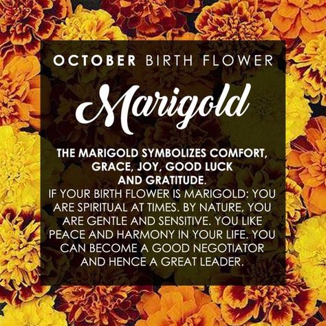 Baby Born Quotes, Born Quotes, Flower Marigold, Marigold Tattoo, Meaning Of Flowers, October Birth Flower, October Libra, Birthday Month Flowers, October Born