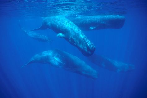 Whale Song, Sperm Whale, Marine Mammals, Humpback Whale, Blue Whale, Whale Watching, Beautiful Animals, In The Ocean, Sealife