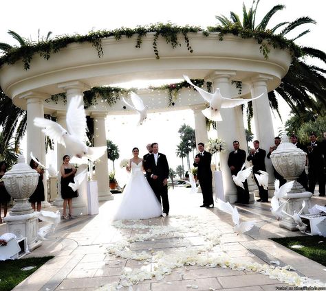 White Doves Whimsical Wedding Theme, Dove Release, Wedding Doves, Wedding Send Off, White Dove, Wedding Handkerchief, Beach Theme Wedding, White Doves, Wedding Memorial