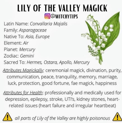 Ceremonial Magick, Witch Potion, Lily Of The Valley Flowers, Flower Meanings, Perfect Plants, Spiritual Meaning, Green Witch, Psychic Abilities, Good Fortune