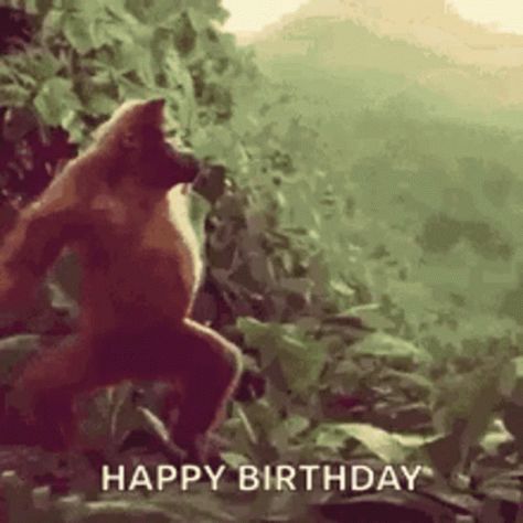 Happy Birthday Hbd GIF - HappyBirthday Hbd Birthday - Discover & Share GIFs Monkey Gif, Birthday Animated Gif, Weekend Gif, Monkey Dance, Animiertes Gif, Dancing Gif, Good Morning Funny, A Monkey, Monkeys Funny