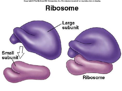 The ribosome structure. A ribosome is a tiny organelle occurring in great numbers in the cell cytoplasm either freely, in small clusters, or attached to the outer surfaces of endoplasmic, reticula, and functioning as the site of protein manufacture. Biology Drawing, Cell Diagram, Biology Poster, Cell Organelles, Biology Classroom, Biology Facts, Story Drawing, Biology Art, Cute Easy Doodles