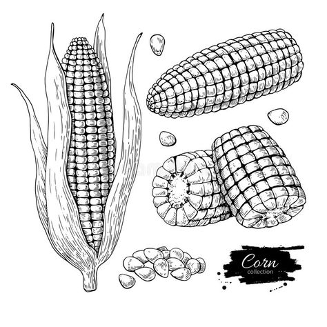 Drawing Farm, Corn Drawing, Corn Painting, Black And White Art Drawing, Farm Market, Hand Drawn Vector Illustrations, Hand Drawn Vector, Vegetarian Food, Drawing Images