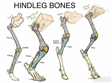 The Gnomon Workshop - Introduction to Animal Anatomy Illustration Design Graphique, Animal Anatomy, Animal Study, Anatomy For Artists, Animal Bones, Anatomy Drawing, Creature Concept Art, Anatomy Reference, Anatomy Art