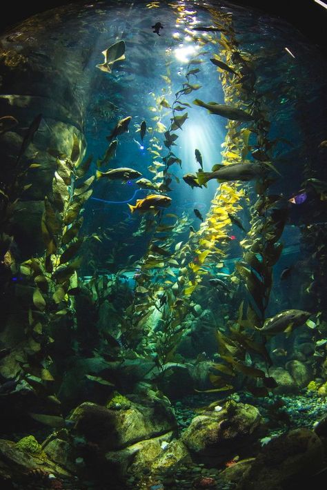 September Wallpaper, Underwater Painting, Kelp Forest, Ocean Creatures, Underwater Photography, Underwater World, Ocean Life, Toronto Canada, Nature Aesthetic