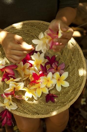 Birds Of Hawaii, Native Hawaiian Culture, Hawaii Culture Aesthetic, Hawaii Festival, Hawaii Spa, Hawaii Culture, Lei Hawaii, Frangipani Wedding, Maile Lei