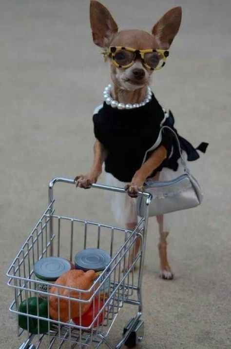 Olha minha mãe fazendo compras...kk Chihuahua Dogs, Funny Animal Pictures, Chihuahua Facts, Teacup Chihuahua, Cute Chihuahua, Chihuahua Love, Chihuahua Puppies, Small Dog, Doberman