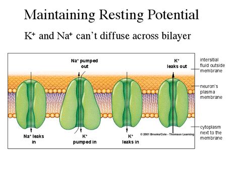 Resting and Action Membrane Potentials Resting Potential, Resting Membrane Potential, Action Potential Physiology, Membrane Potential, Transport Across Cell Membrane Notes, Cell Membrane Transport, Resting Potential Neuron, Tissue Biology, Endoplasmic Reticulum Diagram