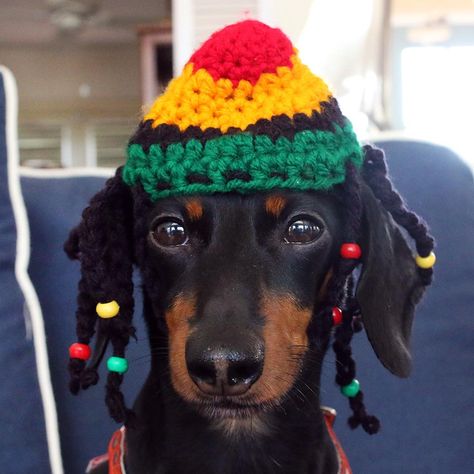 “What do you think, should I keep the dreads?!”  ~ Crusoe Crusoe The Celebrity Dachshund, Doxie Dogs, Funny Dachshund, Weiner Dog, Wiener Dog, Color Shapes, Dog Art, Puppy Love, Funny Dogs