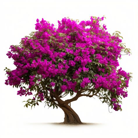 Bougainvillea Tree, Colorful Shrubs, Tree Png, Sunset Background, Flowering Shrubs, Purple Sky, Tree Illustration, Tree Drawing, Bougainvillea