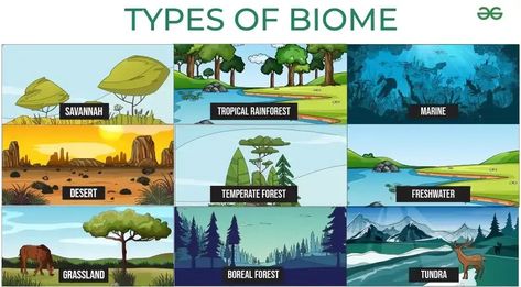 What is Biome? Definition, Types, Characteristics, Examples Types Of Biomes, Boreal Forest, Biome, Plant Drawing, Tropical Rainforest, Ecosystem, Animal Drawings, Savannah Chat, Easy Drawings