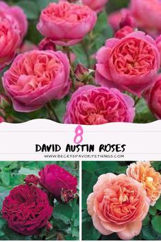 David Austin Roses Garden, Roses Garden Care, Rose Garden Landscape, Rosen Beet, Rose Garden Design, Austin Rose, Fragrant Roses, Rose Care, Garden Wallpaper