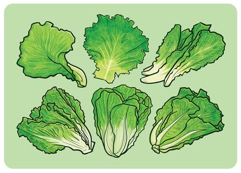 Lettuce Drawing Simple, Lettuce Drawing, Lettuce Illustration, Salad Drawing, Cabbage Illustration Drawing, Cartoon Vegetables Illustration, Lettuce Botanical Illustration, Vegetable Vector Illustration, Vegetable Drawing