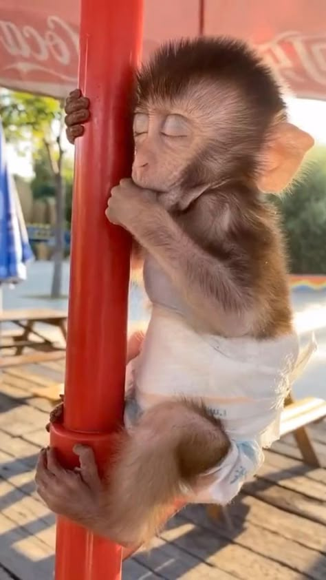 Funniest Animlas in 2022 | Cute little animals, Cute wild animals, Funny animals Monkey Funny Videos, Monkey Pet, Cute Monkey Pictures, Monkey Funny, Monkey Animal, Cute Monkeys, Baby Monkeys, Dream Pet