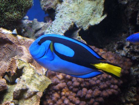 Paracanthurus hepatus Blue Tang Fish, Animal Quiz, New Disney Movies, Aquatic Creatures, Animal Activist, Fish Wallpaper, Finding Dory, Pretty Animals, Blue Fish