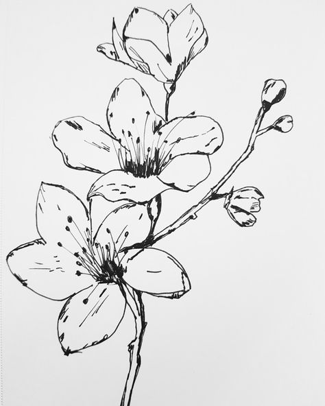 Dahlia flowers art drawing pen fineliner flowers beautiful Flower Drawing Fineliner, Flower Base Drawing, Fineliner Flowers, Fineliner Art Simple, Flower Pen Drawing, Flowers Art Drawing, Pen Flowers, Watercolor Templates, Fineliner Drawing